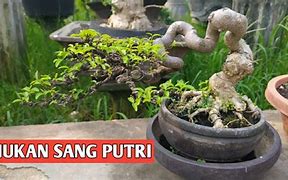 Download Lagu Bonsai Anting Putri